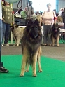 n°82 condor des canis du brabant 5313
